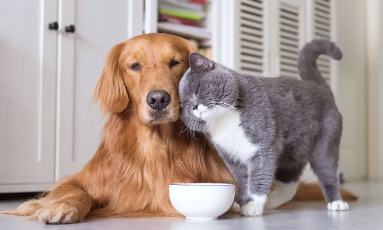 الحيوانات الأليفة